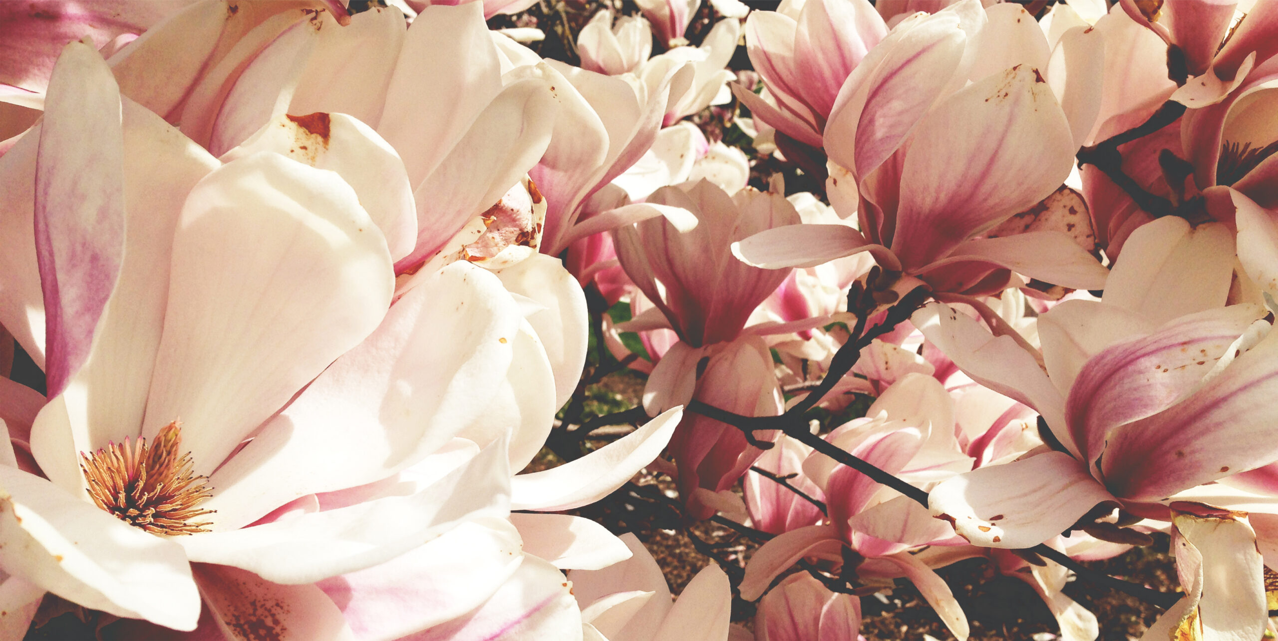 Close up of flowers on a tree