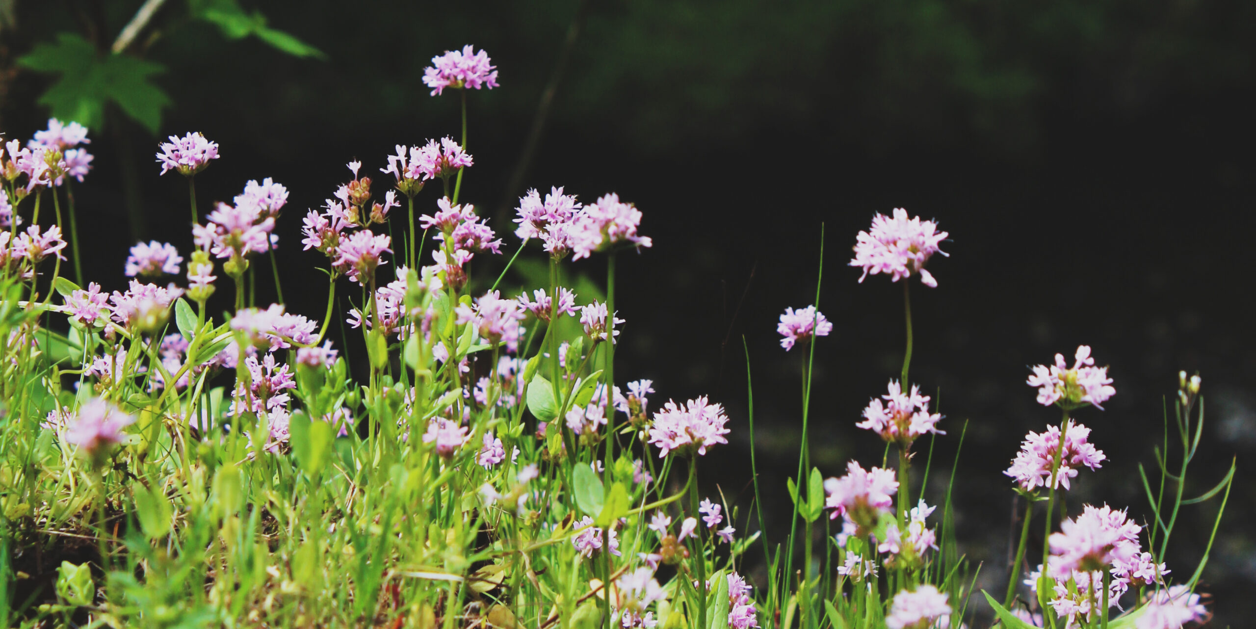 Pretty California Thrift wildflowers