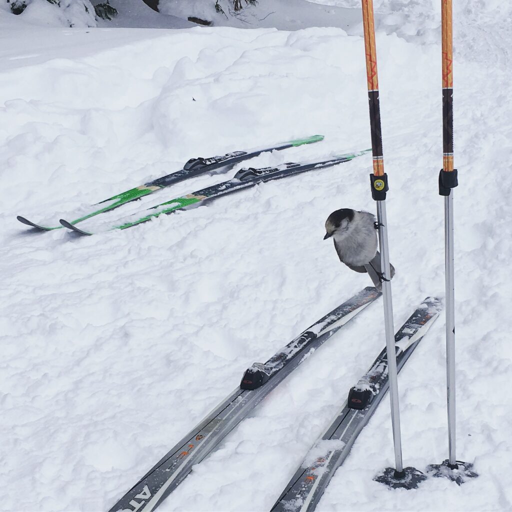 Bird perching on my ski pole