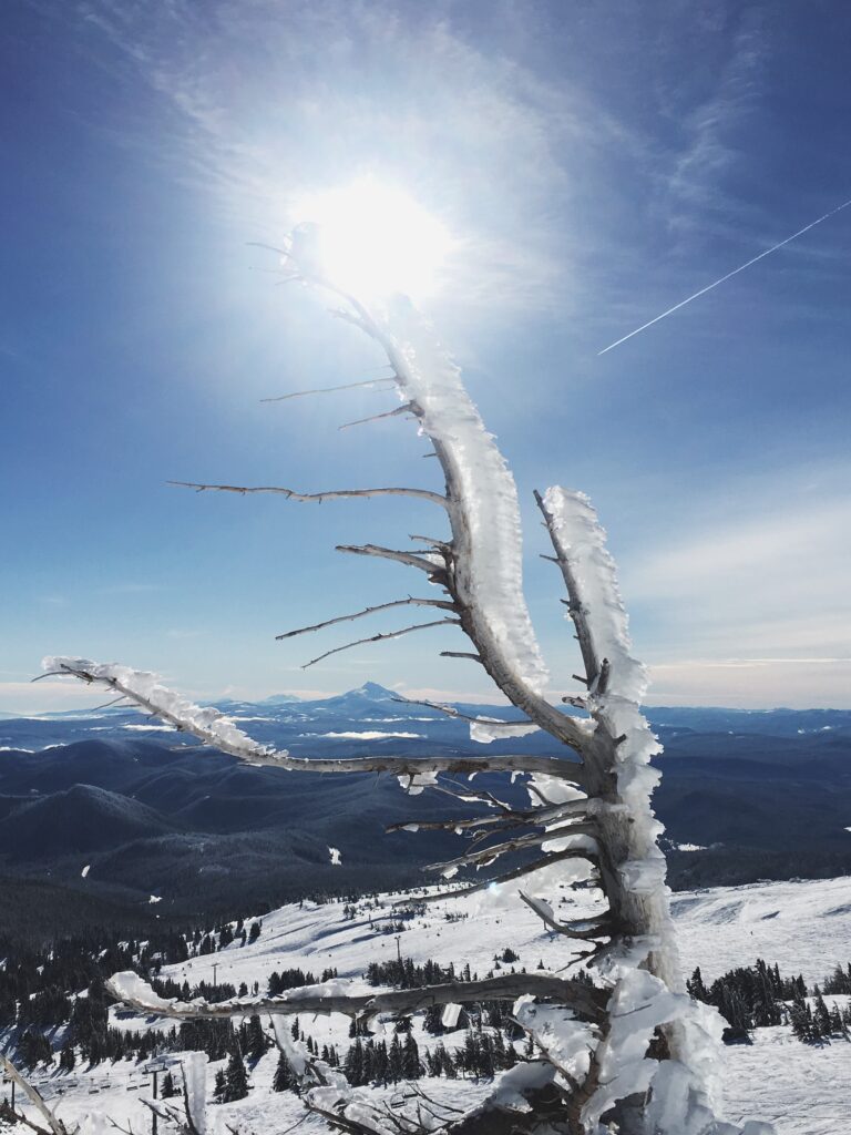 Rime-covered tree and a view of Mt. Jefferson