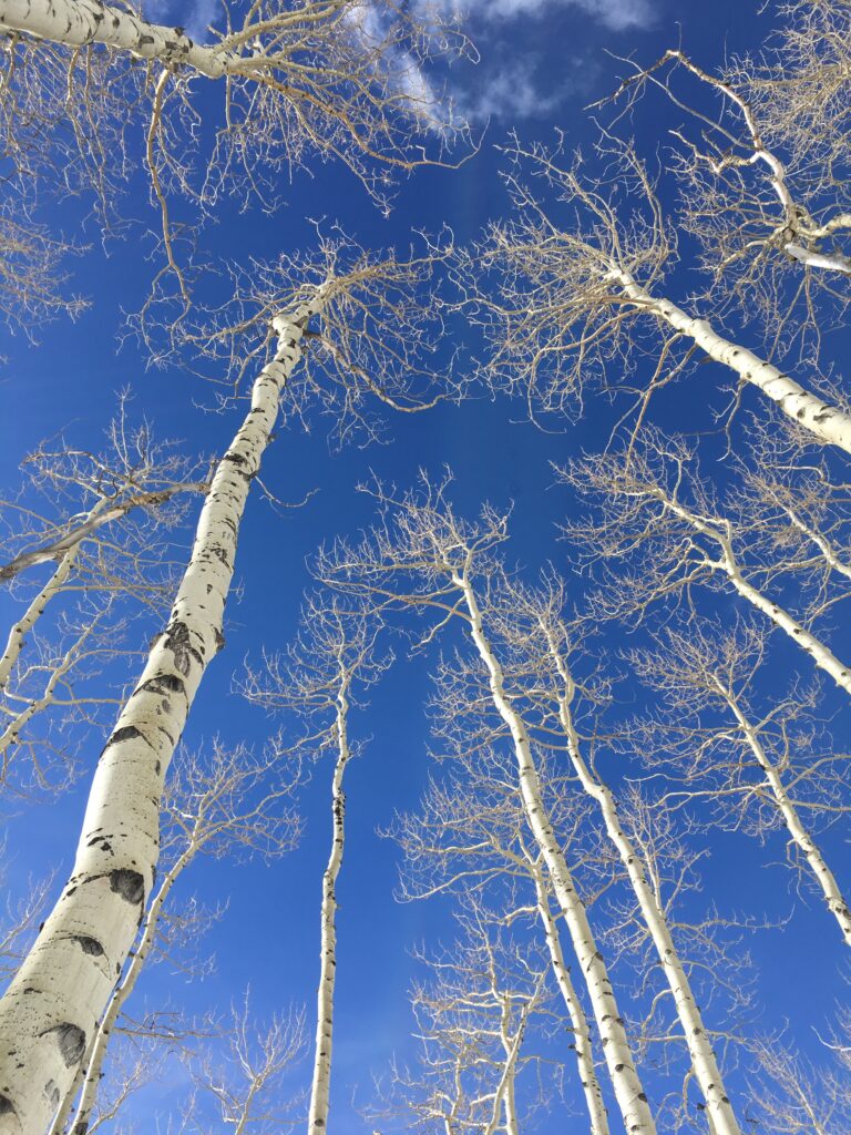 Aspen trees from below against a blue sky