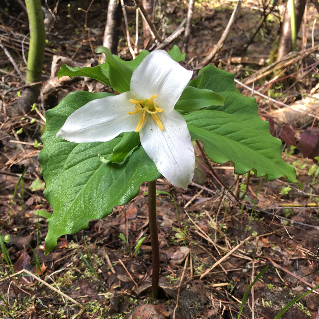 White flower with 3 petals