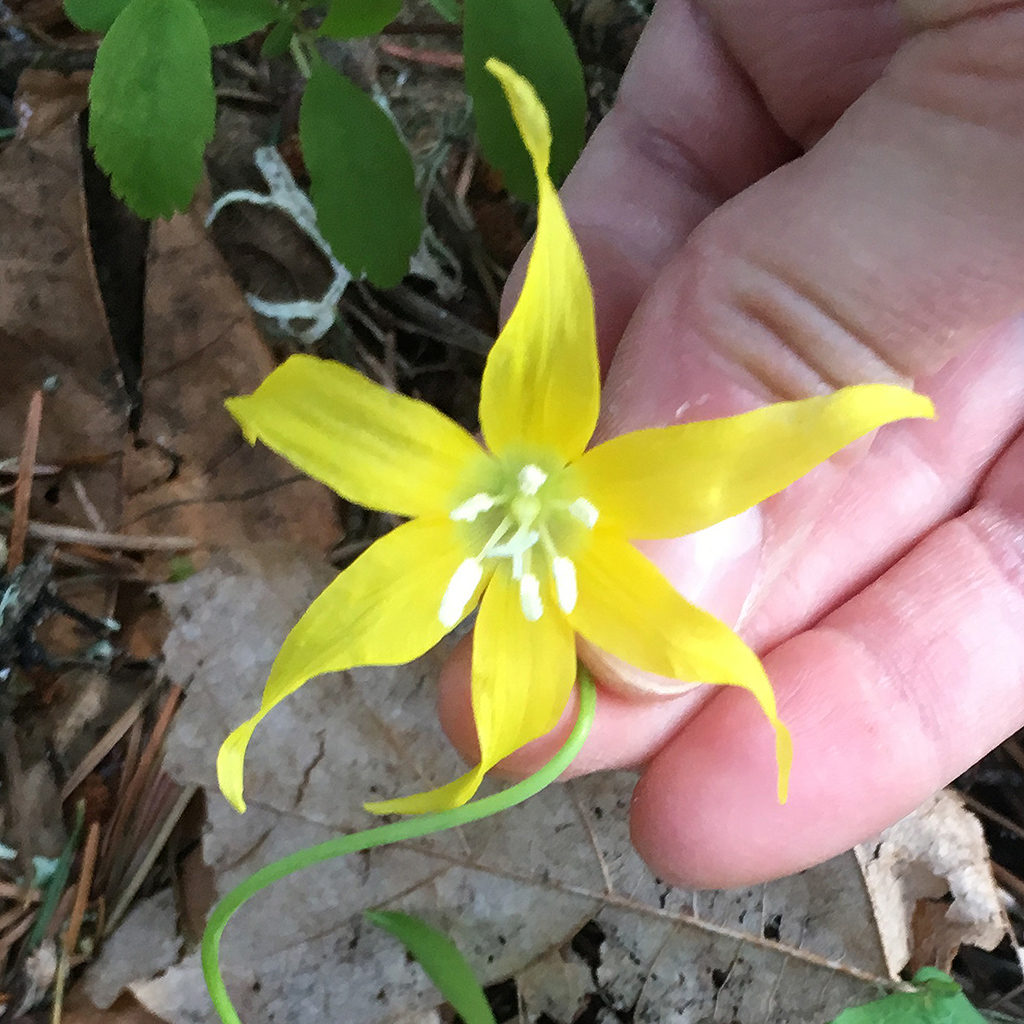 Yellow flower with 5 yellow petals