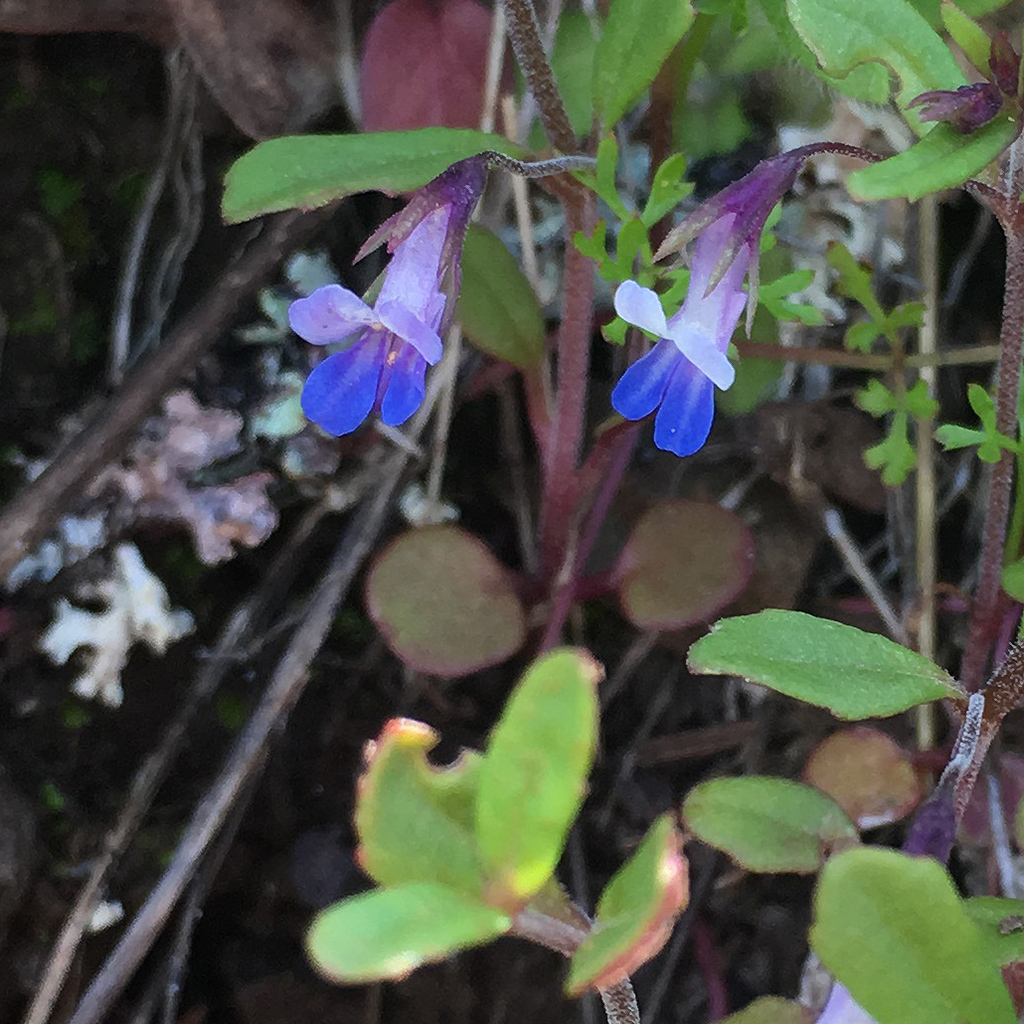 Small white and blue flowers