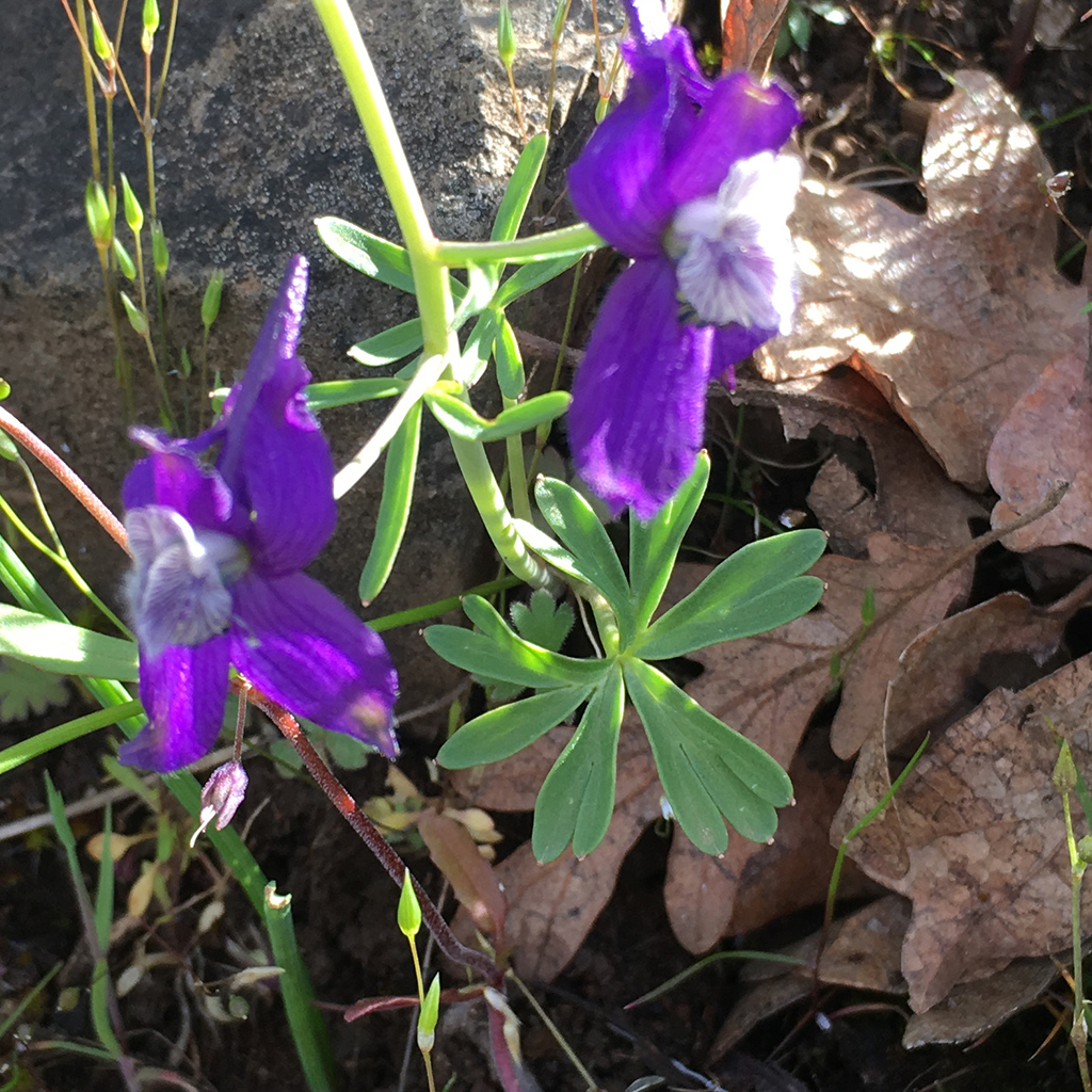 Violet oblong flowers