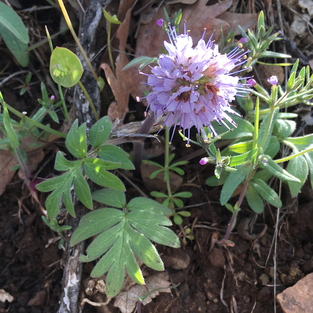 Pink firecracker-shaped flower