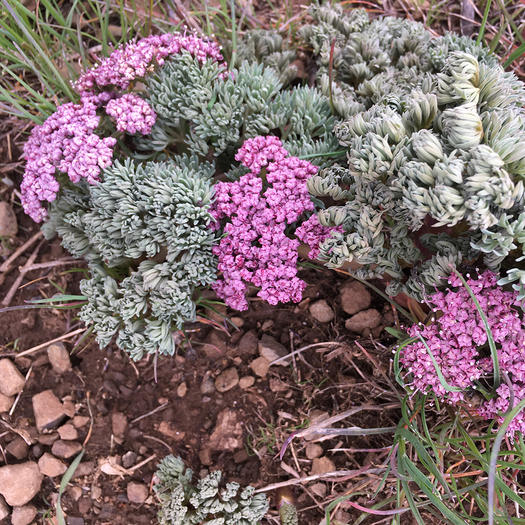 Pink flowers that haven't fully bloomed