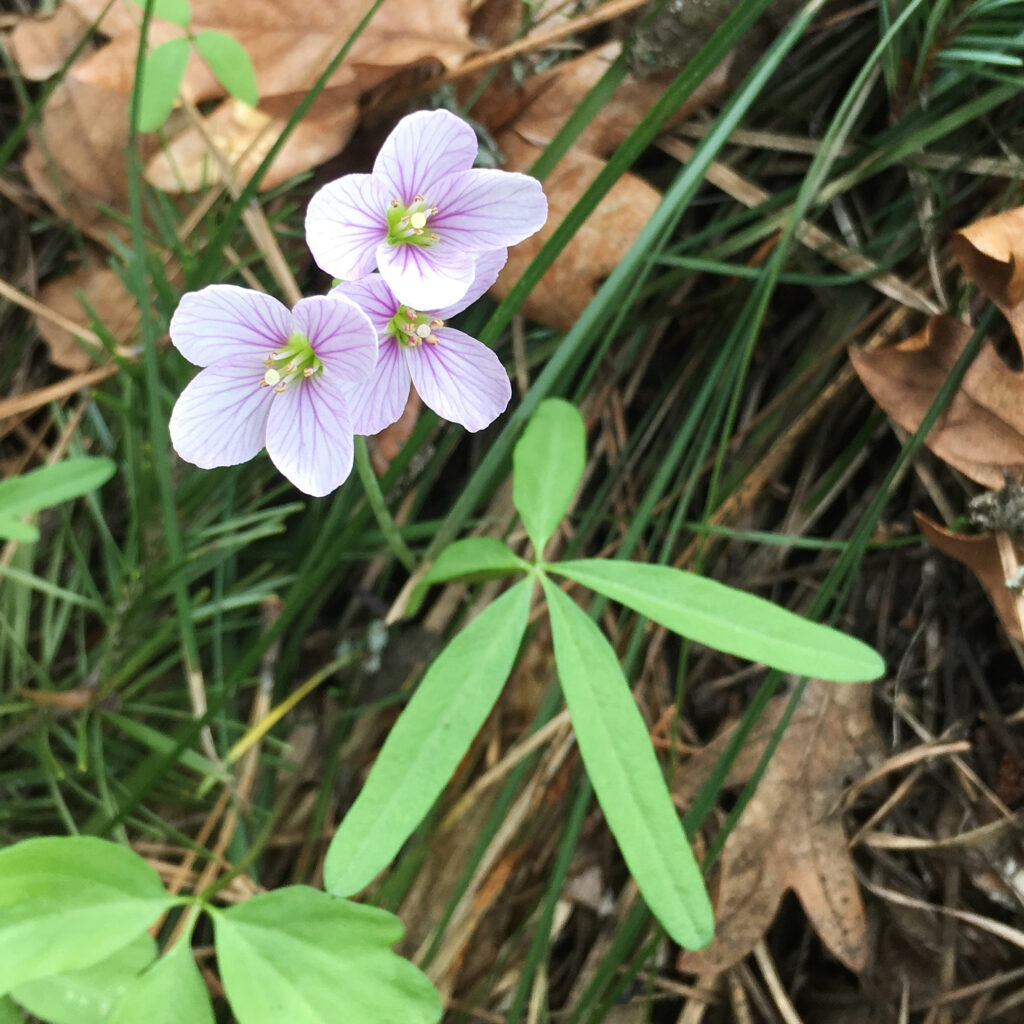 Small pink flowers with 4 petals