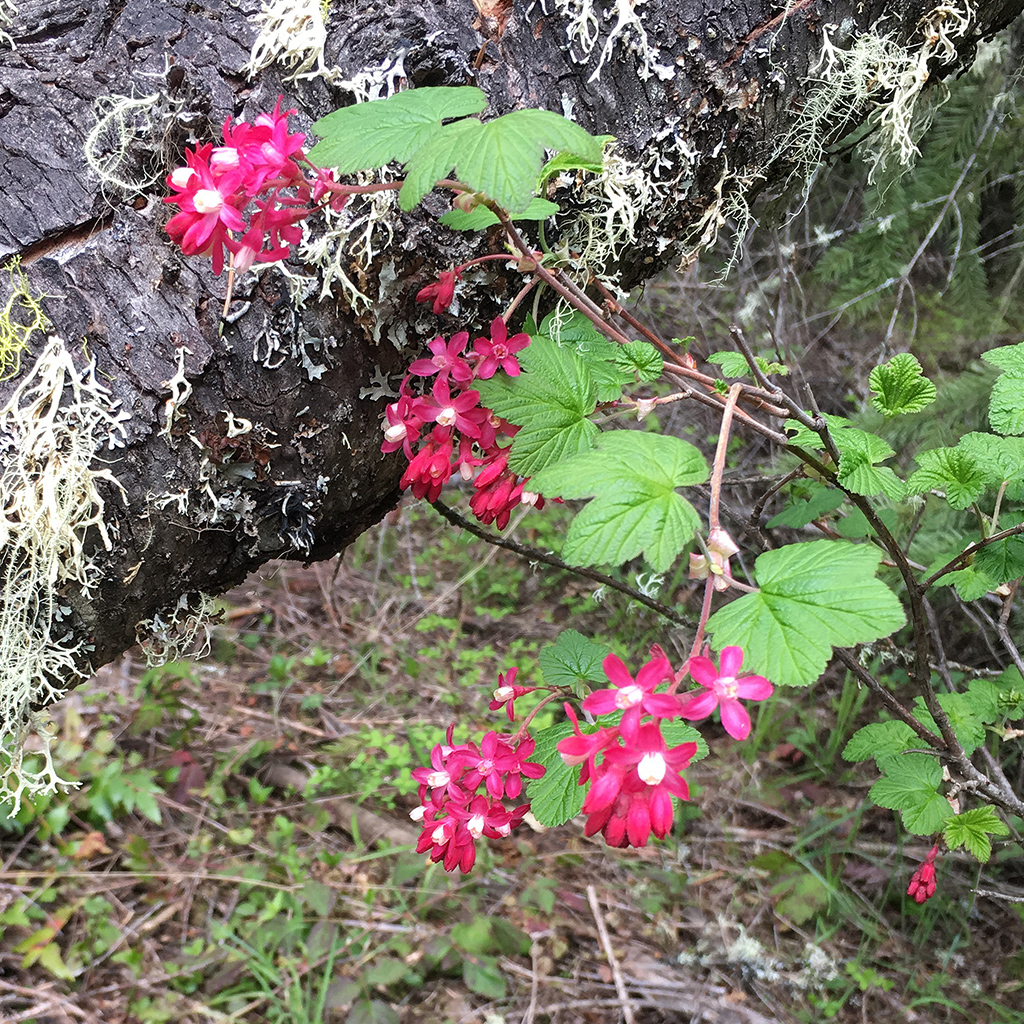 Reddish pink flowers with white centers