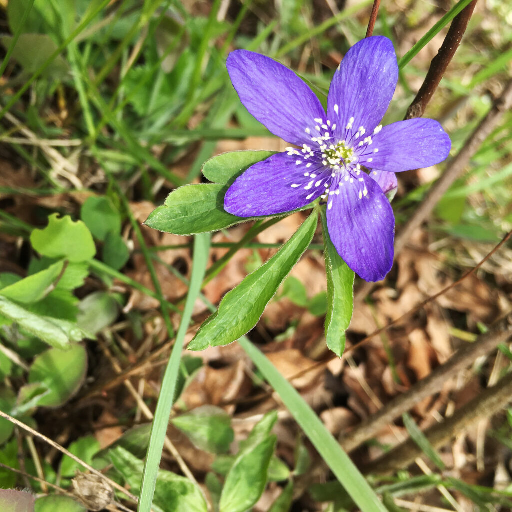 Pink star-shaped flower with 5 petals
