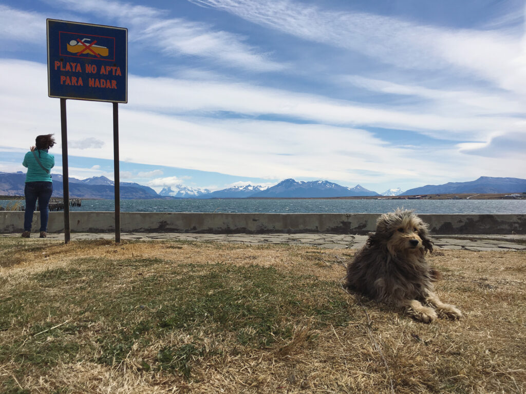 Dog laying the the grass near the shore